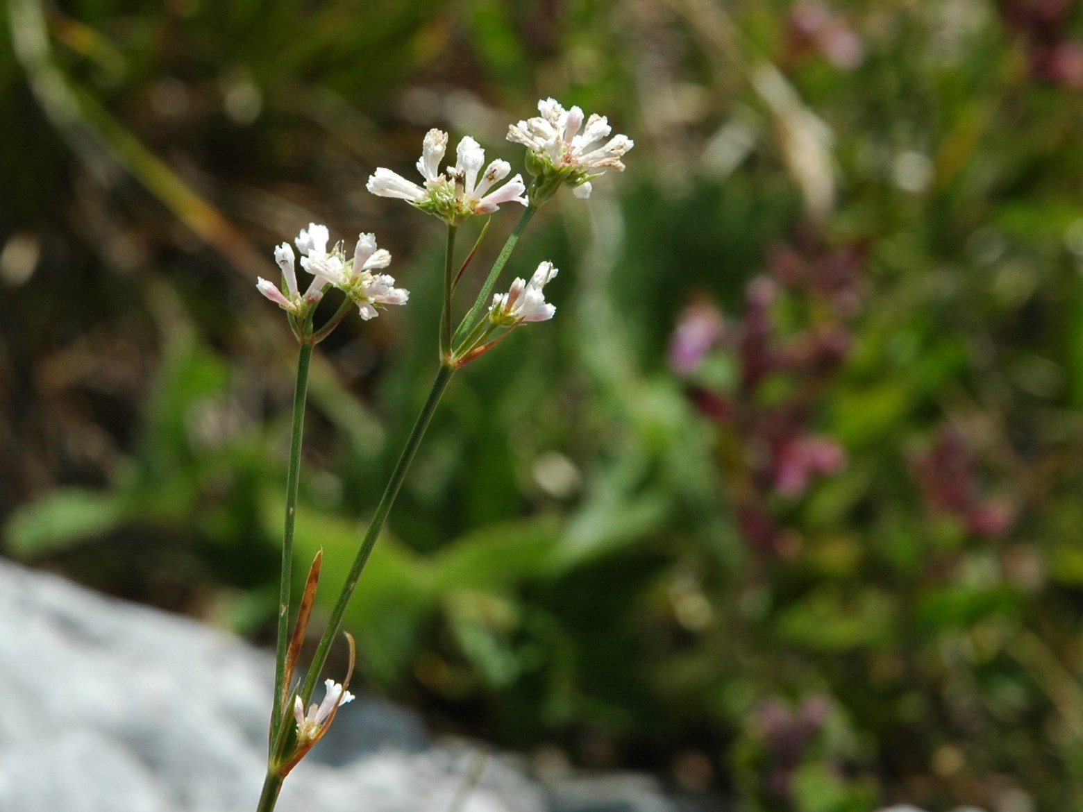 Asperula cynanchica / Stellina comune